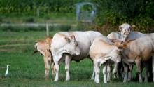 Le ministre de l'Agriculture Julien Denormandie appelle les gestionnaires de cantines scolaires à commander de la viance de jeune bovin pour soutenir les éleveurs "en souffrance" et réduire leur dépen