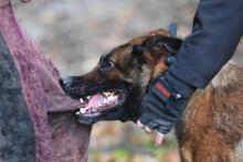Un chien de la gendarmerie nationale mort un homme en tenue de protection durant un entraînement, le 7 novembre 2019 à Pont-Scorff, dans le Morbihan