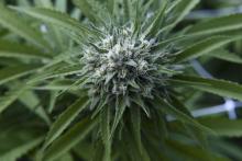 L'Assemblée nationale a donné vendredi son feu vert à une expérimentation de l'usage médical du cannabis, dans le cadre de l'examen du projet de budget de la Sécurité sociale pour 2020