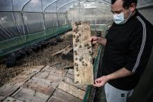 Sylvain Peyrot montre les escargots de son élevage, le 19 février 2021 à Etrigny, en Saône-et-Loire
