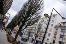 Des arbres photographiés sur une avenue à Rennes, le 26 mars 2021