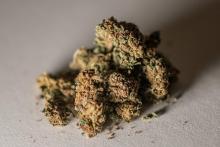 Plébiscite pour la légalisation du cannabis dit "récréatif"