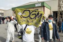 Des "faucheurs volontaires" d'OGM ont pénétré le 4 mars 2021 dans le site d'une coopérative agricole à Castelnaudary (Aude), éventrant plusieurs centaines de sacs de semences de colza et de tournesol 