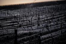 Dans le vignoble de Chablis, en Bourgogne, le 7 avril 2021 après un épisode de gel