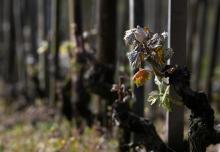 Des bourgeons de vigne endommagés par le gel dans un vignoble de Côte Rôtie, le 12 avril 2021 à Ampuis