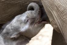 L'éléphanteau Jack tète sa mère Nina dans leur enclos du parc du Pal, le 22 mai 2021 à Saint-Pourçain-sur Besbre, dans l'Allier