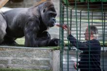 Pierre Thivillon, propriétaire du parc zoologique de Saint-Martin-la-Plaine, donne à boire à un gorille, le 17 mai 2021 deux jours avant la réouverture au public