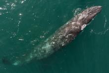 Une baleine grise en Basse-Californie, au Mexique, le 27 mars 2021