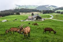 Des chèvres paissent sur le plateau de Beauregard, à proximité de la station de ski de La Clusaz, le 7 juin 2021