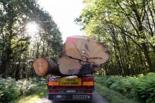 Des troncs de chêne chargés sur la remorque d'un camion de 30 m de long, à l'aide de deux grues, à Jupilles, dans le nord-ouest de la France , le 24 juin 2021