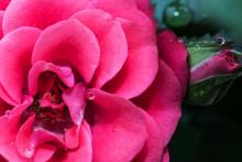 Des chercheurs travaillent sur des spécimens de roses dont les qualités permettraient d'alimenter en principes actifs des soins cosmétiques