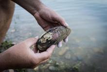 Escargots, moules d'eau douce, limaces... Pour la première fois, l'Union internationale pour la conservation de la nature (UICN) dresse un état des lieux des mollusques continentaux en France métropol