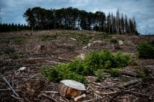 Parcelle de bois coupés dans le Morvan près de Dun-Les-Places, le 3 septembre 2021