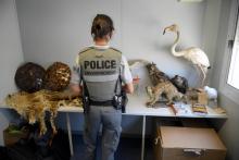 Une policière de l'Office français de la biodiversité (OFB) devant des animaux empaillés saisis par les douanes, à Marseille le 8 septembre 2021