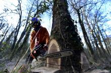 Un bûcheron de l'Office national des forêts dans la forêt de Cavaille à Larra, à 25 km de Toulouse, le 7 janvier 2021
