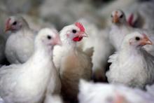 Les éleveurs français vont devoir confiner leurs volailles, le risque relatif à la grippe aviaire passant à "élevé" en France métropolitaine