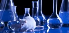 Rat de laboratoire 