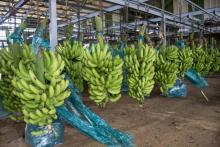 Des régimes de bananes sont entreposés dans le centre de conditionnement de Changy Dambas à Capesterre Belle-Eau, en Guadeloupe, le 10 avril 2018