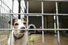 Un chien abandonné dans un refuge de la SPA à Gray, le 4 octobre 2021