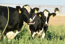 Des vaches d'une exploitation laitière à Potterville, en Californie