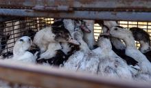 Des canards attendant d'être abattus du fait de l'épidémie de grippe aviaire, à Doazit, dans les Landes, le 26 janvier 2022