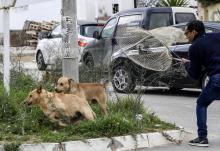 Un employé municipal tente de capturer des chiens errants à Tunis, le 29 décembre 2021