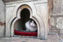 Le chat Anastasia dans sa loge devant le Palais du recteur à Dubrovnik, en Croatie, le 30 mars 2022