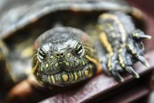 Les tortues sont encore appréciées des trafiquants et des particuliers