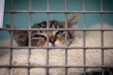 Un chat abandonné dans un refuge de la SPA à Chamarande, en France, le 29 juillet 2021
