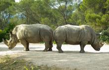 Rhinocéros dos à dos