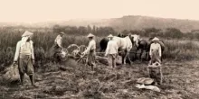 Chinois travaillant dans les champs quelque part en France en 1916.